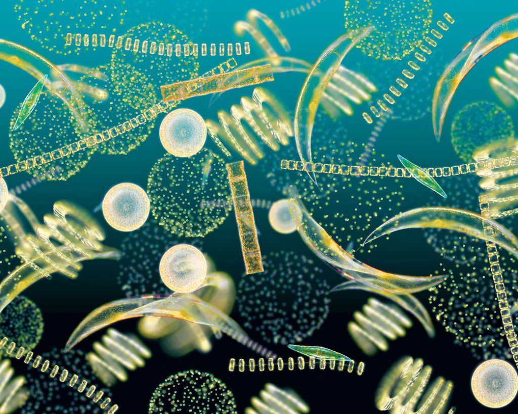 What Are Phytoplankton What Are Phytoplankton